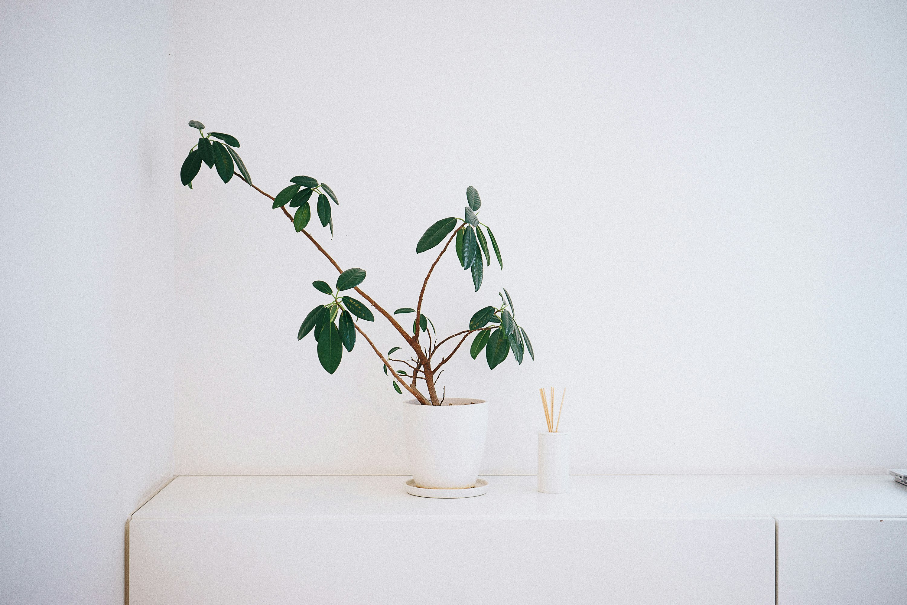 potted green leaf plant on white wooden table